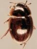 Anacaena limbata