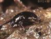 Cymbiodyta marginellus