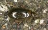 Helochares lividus
