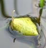 Hydrochara caraboides