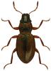 Hydraena pulchella