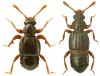 Bibloporus minutus