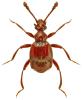 Brachygluta haematica