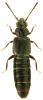 Carpelimus obesus