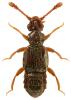 Euplectus nanus