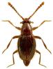 Euthiconus conicicollis