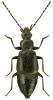 Geodromicus nigrita