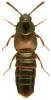Haploglossa gentilis