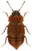 Megarthrus hemipterus