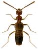 Myrmecocephalus concinnus