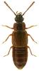 Omalium caesum