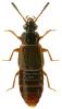Omalium rivulare