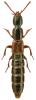 Othius lapidicola