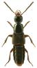 Philonthus umbratilis