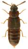 Phloeonomus pusillus