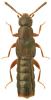 Phloeopora corticalis