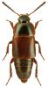 Tachinus humeralis