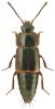 Tachinus marginellus