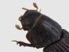 Oxyomus sylvestris