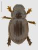 Tesarius caelatus