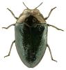 Trachys troglodytes