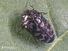 Trachys minuta