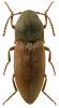 Agriotes obscurus