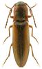 Dalopius marginatus