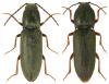 Dicronychus equisetioides