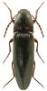 Melanotus villosus