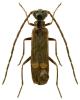 Malthodes marginatus