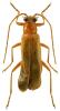 Rhagonycha translucida