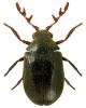 Dorcatoma dresdensis