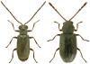 Dryophilus pusillus