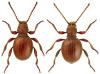 Pseudeurostus hilleri