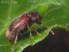 Ochina ptinoides
