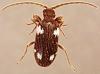 Ptinus sexpunctatus