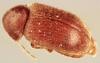 Stegobium paniceum