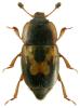 Nitidula flavomaculata