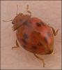 Subcoccinella vigintiquattuorpunctata