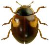 Adalia decempunctata