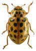 Anisosticta novemdecimpunctata