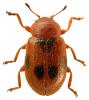 Coccidula scutellata