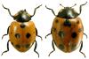 Coccinella undecimpunctata