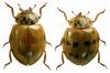 Harmonia quadripunctata