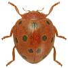 Henosepilachna argus