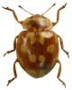Myrrha octodecimguttata