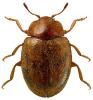 Rhyzobius chrysomeloides