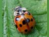 Adalia decempunctata