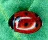 Coccinella quinquepunctata